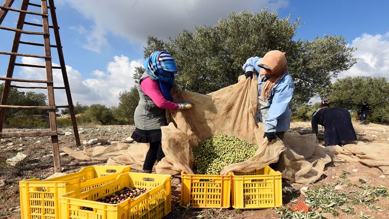 منها نقص اليد العاملة.. الجفاف.. واحتجاج أصحاب المعاصر.. صعوبات تواجه انطلاق موسم جني الزيتون